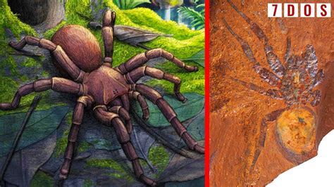 giant spider australia electric box|largest spider fossil australia.